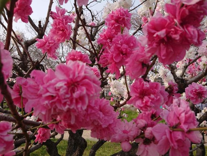 大阪城公園の桃園の桃